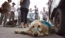 网红狗哥爆料吃瓜视频下载,吃瓜视频幕后下载全解析