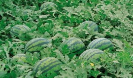 翰林院吃瓜免费下载,免费下载，畅享知识盛宴